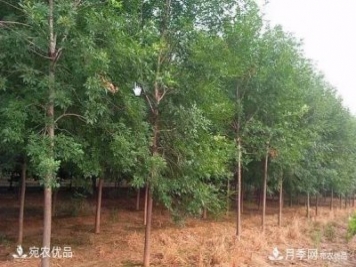 南陽(yáng)苗木市場(chǎng)打開(kāi)新局面，未來(lái)3類(lèi)苗木引關(guān)注