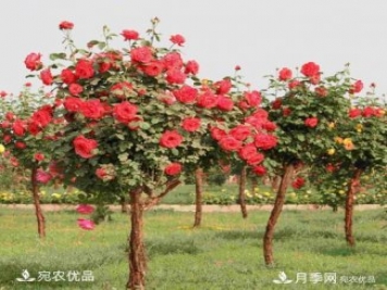 新栽的苗木如何越冬管理？