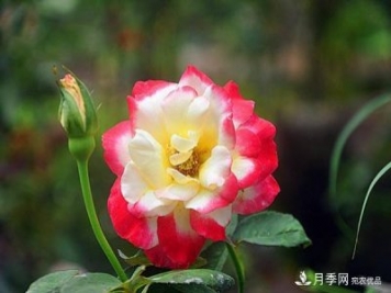 時光有序，月季無痕