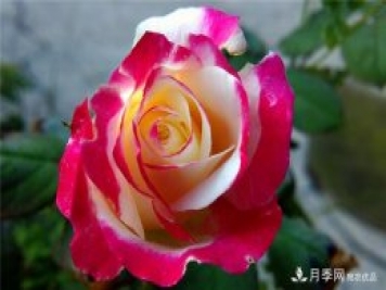 大花月季廠家講解常見的月季繁殖方法