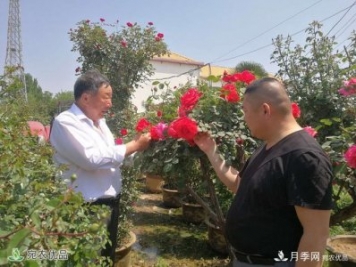 四季花開美名揚——訪南陽“月季大師”蘇金朋、蘇玉果父子