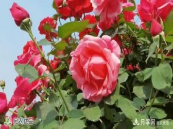 月季之鄉(xiāng)美不勝收！南陽月季景觀路觀賞指南，請收好！