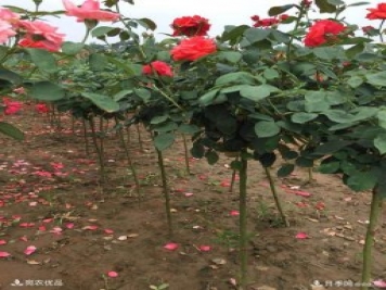 1公分小高桿月季樹價格，棒棒糖月季樹基地新報價單！