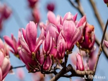 紫玉蘭育苗與栽培技術(shù)，簡單又方便學(xué)習(xí)一下