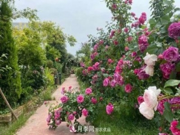 月季爆紅朋友圈！浙江這個80后男人擁有自己的夢幻花園