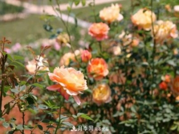 萬(wàn)紫千紅！湖南益陽(yáng)安化“茶鄉(xiāng)花?！痹录臼㈤_(kāi)