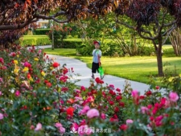 冉冉初夏，河北秦皇島十余處月季花海等你邂逅！