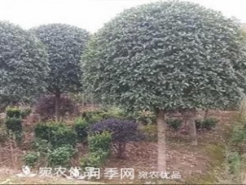 南陽(yáng)精品桂花球，3-5公分桂花苗桂花樹(shù)