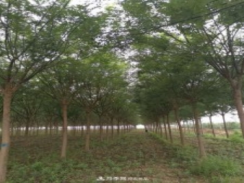 浙江滕頭園林今年做了兩件事，第二件將為你省一大筆錢！