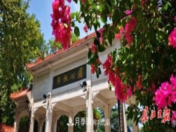 湖北武漢百萬(wàn)株月季“理發(fā)”，國(guó)慶節(jié)前將綻放街頭
