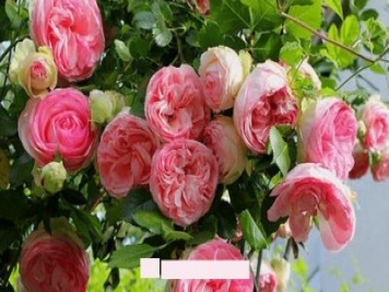 月季花愛長個開花多，養(yǎng)上2-3年就成“花墻”，值得擁有