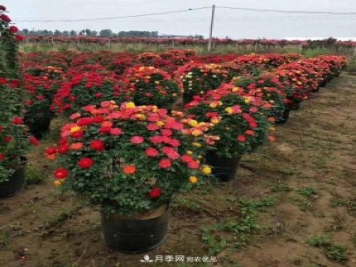 基地直供造型月季花瓶、月季花球、月季花柱批發(fā)價(jià)格