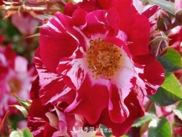 一年開360天！這個獲得AARS大獎的藤本月季簡直逆天！
