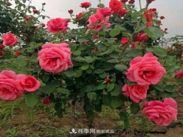 公園樹狀月季，景區(qū)樹狀月季，樹狀月季苗批發(fā)基地