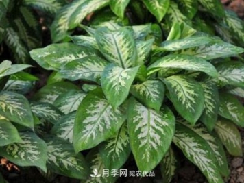 萬年青有哪些品種，萬年青的品種圖片大全