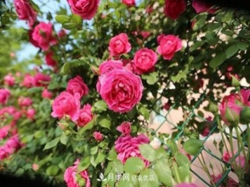 常見月季品種簡(jiǎn)介大全