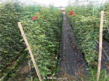 月季網(wǎng)片，藤本造型，月季花墻批發(fā)價格