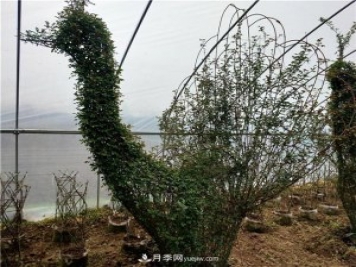 動物造型月季，十二生肖奇型造型月季