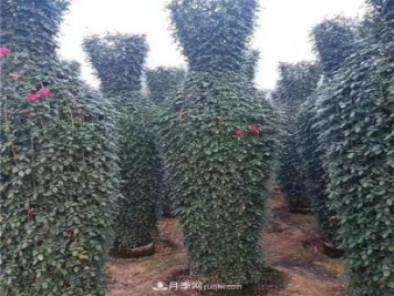 月季花瓶，南陽基地花瓶造型月季批發(fā)價(jià)格