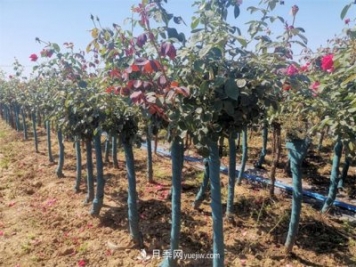 南陽樹狀月季價(jià)格差別這么大，樹狀月季的價(jià)格受什么因素影響？