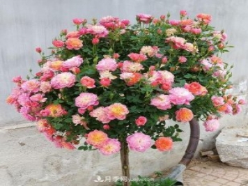 超微型月季嫁接樹月多少個(gè)芽點(diǎn)最好？