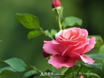 月季：自我成全，成就尊嚴(yán)，無(wú)關(guān)世俗的偏見(jiàn)！
