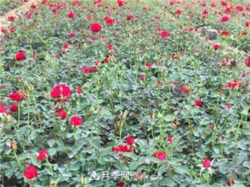 湖北宜昌:年輕夫妻創(chuàng)辦月季種植園，累并快樂著！