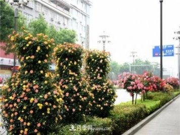 批發(fā)供應(yīng)月季花瓶、月季花球等藤本造型月季
