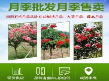 大花月季批發(fā)，樹狀月季批發(fā)，中國月季之鄉(xiāng)價格就是香！