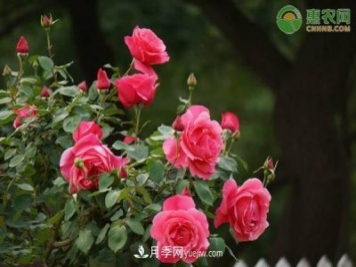 一年四季盛開(kāi)的花是什么花？盤(pán)點(diǎn)十種四季都開(kāi)花的花