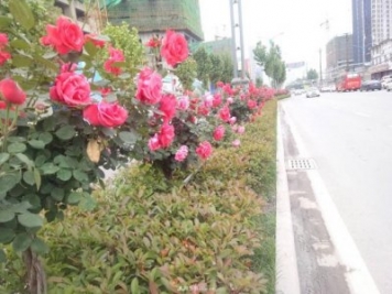 山西運(yùn)城：月季花街，賞花要讓花入你眼中來(lái)