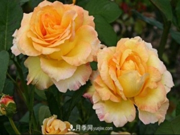 大花月季的養(yǎng)殖方法和注意事項