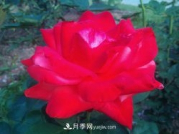 火王月季