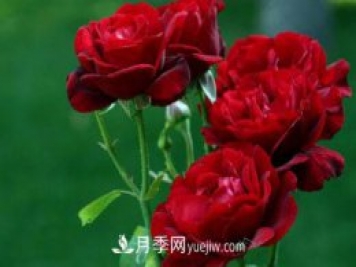 太陽火焰月季