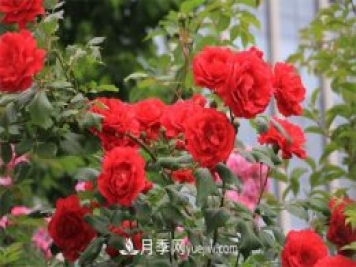 石家莊適合養(yǎng)月季花，市花和市樹是什么
