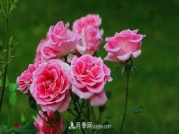 中國月季（國月）的魅力，南陽是中國月季核心原產(chǎn)地