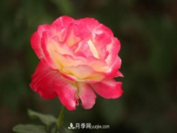 一年長(zhǎng)占四時(shí)春—月季花，月季網(wǎng)帶你重新認(rèn)識(shí)月季