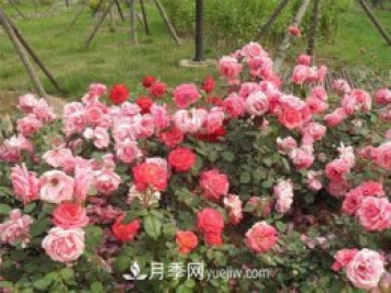 月季現(xiàn)在深受人們喜愛，那么樹狀月季的實用性是什么？