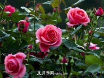 樹狀月季的嫁接修剪技術(shù)，你知道嗎