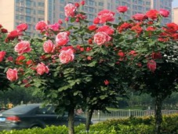 南陽樹狀月季的基本修剪方法你會嗎？