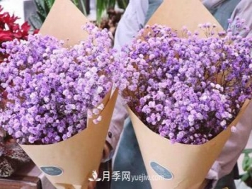 紫色滿天星的花語(yǔ)是什么？紫色滿天星適合送給什么人？