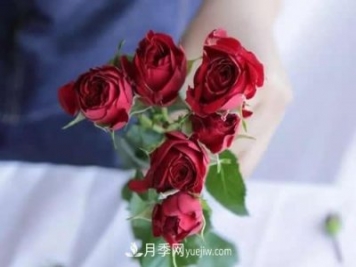 多頭玫瑰應(yīng)該怎么養(yǎng)護(hù)？