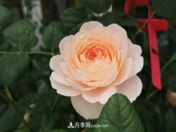 月季和玫瑰，她們都叫Rose！美麗與浪漫的化身