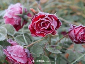 盆栽月季花冬季管理必知，修剪、防凍、防風