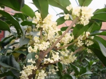 南陽桂花多達(dá)45個(gè)品種，漲知識了
