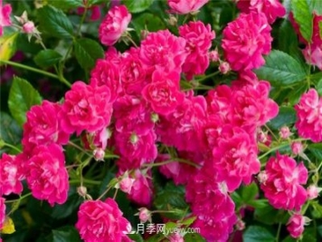 超級(jí)?？巳麪査_月季