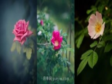 關(guān)于玫瑰花的這些冷知識(shí)你知道幾條？