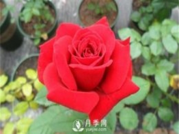 月季水扦插你真的知道嗎？詳細的水扦教程
