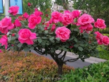 河南樹狀月季種植對環(huán)境有什么要求？