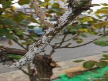 樹狀月季枝干上有許多小白點(diǎn)，可能是桑盾蚧在危害